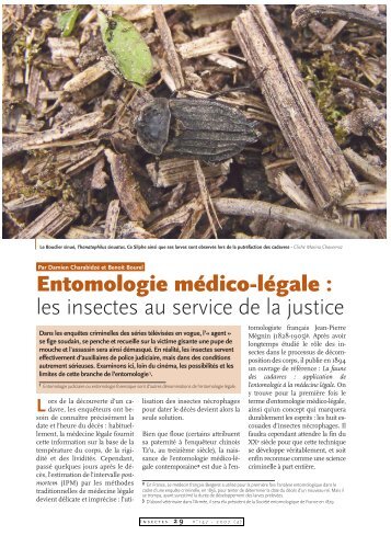 Entomologie médico-légale / Insectes n° 147