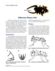 Odorous House Ant - Washington State University