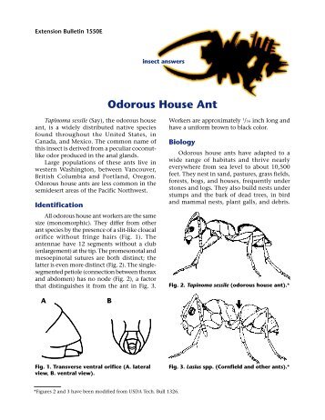 Odorous House Ant - Washington State University