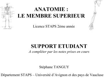 anatomie : le membre superieur - STAPS AVIGNON - Université d ...