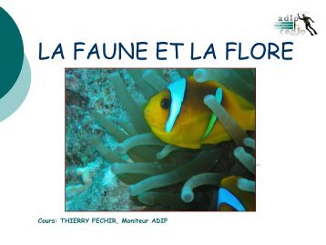 La faune et la flore de mer - Amphiprion