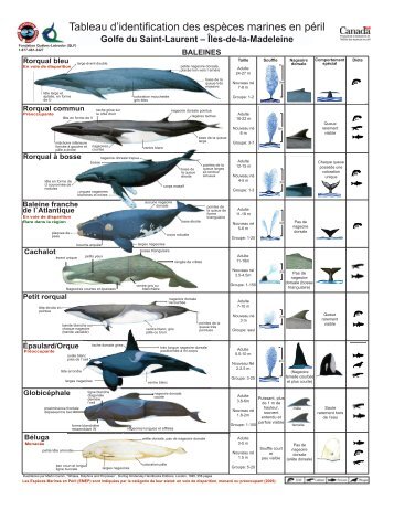 Tableau d'identification des espèces marines en péril