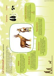 Les animaux de nos forêts