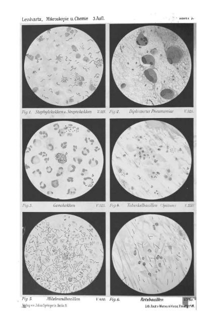 I. Pflanzliche und thierische Parasiten.