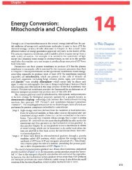 CH14 Energy Conversion Mitochondria and Chloroplast ... - finedrafts
