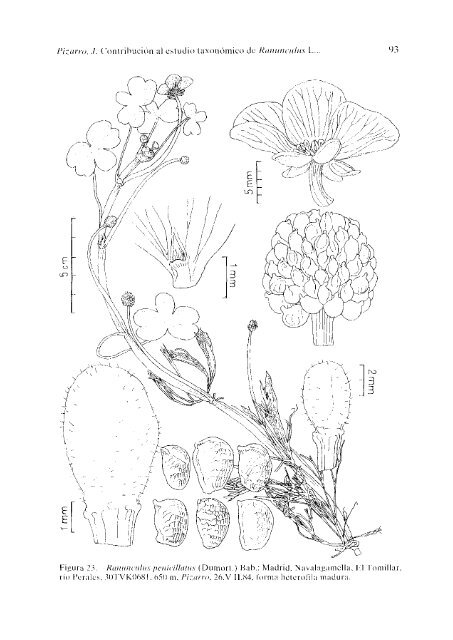 Contribución al estudio taxonómico de Ranunculus L. subgen ...