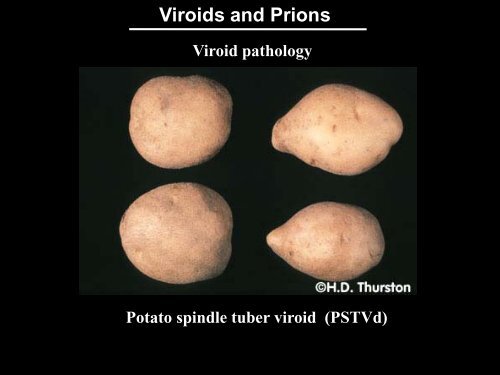 Viroids & Prions.pdf