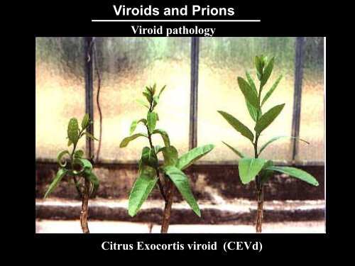 Viroids & Prions.pdf