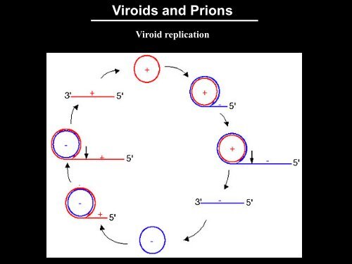 Viroids & Prions.pdf