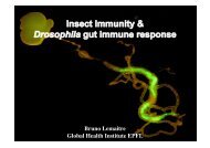 Insect Immunity & Drosophila Gut Immune Response