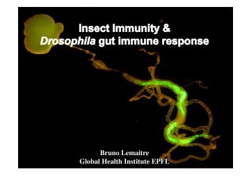 Insect Immunity & Drosophila Gut Immune Response