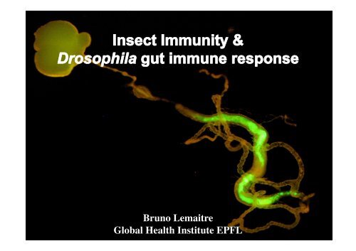 Insect Immunity & Drosophila Gut Immune Response