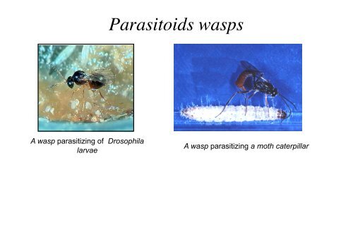 Insect Immunity & Drosophila Gut Immune Response