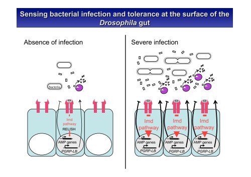 Insect Immunity & Drosophila Gut Immune Response