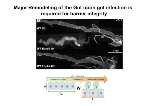 Insect Immunity & Drosophila Gut Immune Response