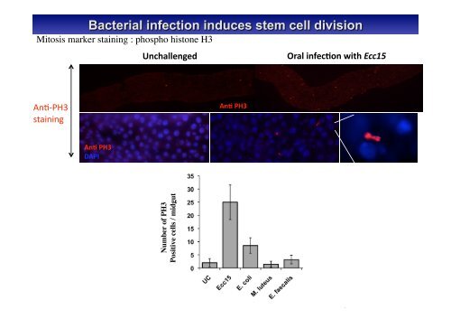 Insect Immunity & Drosophila Gut Immune Response