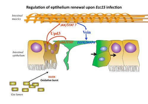 Insect Immunity & Drosophila Gut Immune Response