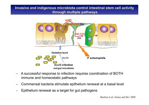 Insect Immunity & Drosophila Gut Immune Response