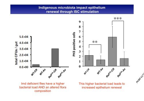 Insect Immunity & Drosophila Gut Immune Response