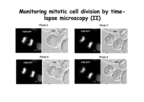 Monitoring mitotic cell division in DT40 cells - Events