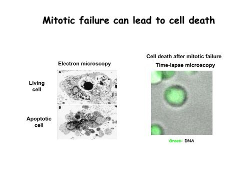 Monitoring mitotic cell division in DT40 cells - Events