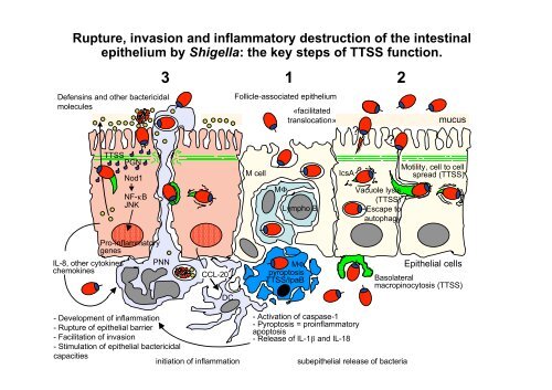 Shigella Effectors at Work - EMBO