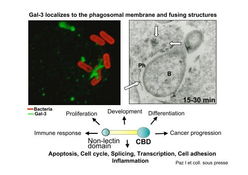 Shigella Effectors at Work - EMBO