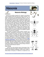 Nasonia Biology - University of Rochester