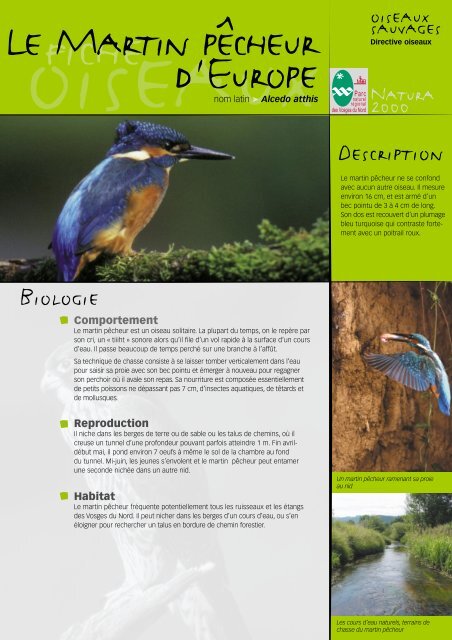 Le martin pêcheur - Parc naturel régional des Vosges du Nord