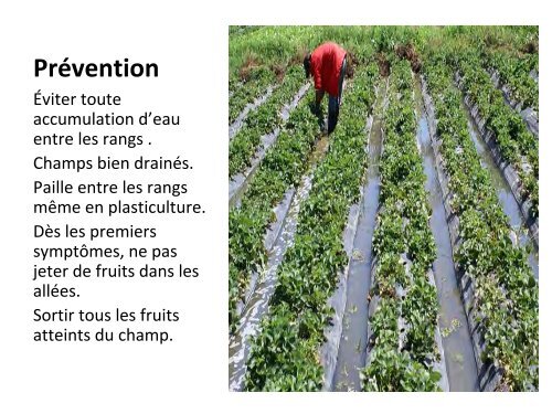 Comment faire pour réussir sa fraise à jour neutre ? - MAPAQ