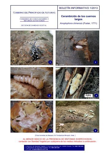 BOLETÍN INFORMATIVO 1/2013 Cerambícido de los cuernos largos