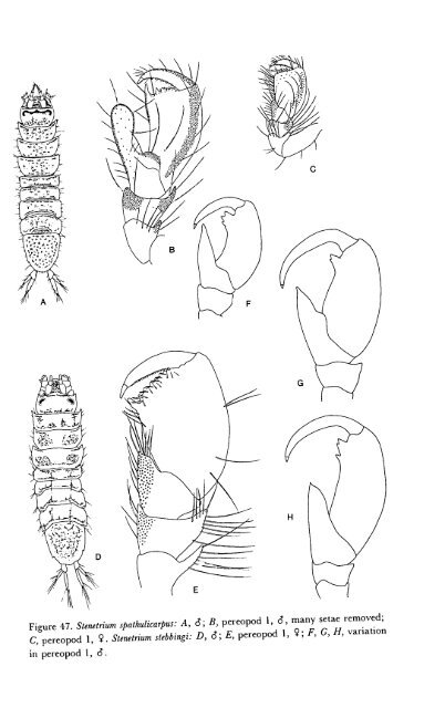 6 - Sphaeromatidae::“Cute As Buttons”