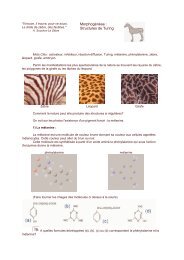 Morphogénèse : Structures de Turing - Xena