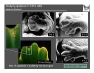 Studying apoptosis in DT40 cells - Events