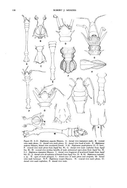 The Isopods of Abyssal Depths in the Atlantic Ocean