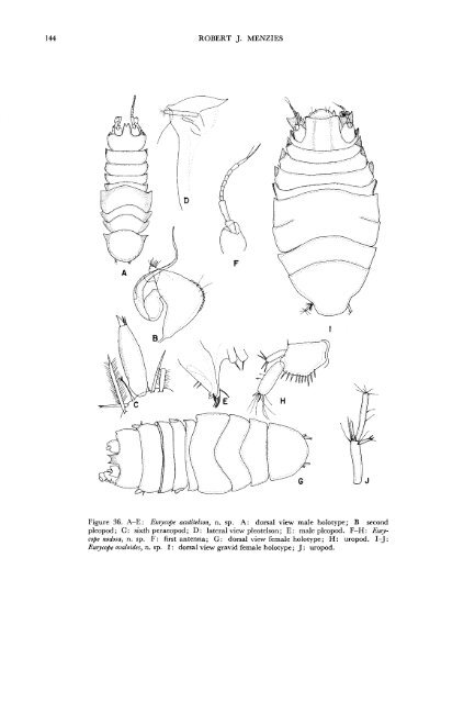 The Isopods of Abyssal Depths in the Atlantic Ocean