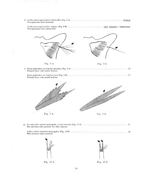 clave ilustrada para los mosquitos anofelinos de sudamerica oriental