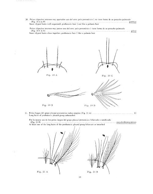 clave ilustrada para los mosquitos anofelinos de sudamerica oriental