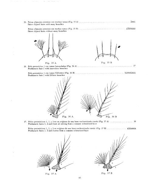 clave ilustrada para los mosquitos anofelinos de sudamerica oriental