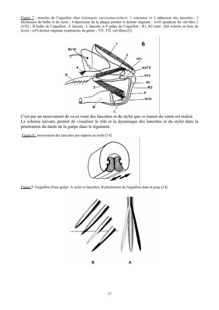 L'ENVENIMATION PAR LES HYMENOPTERES - OATAO