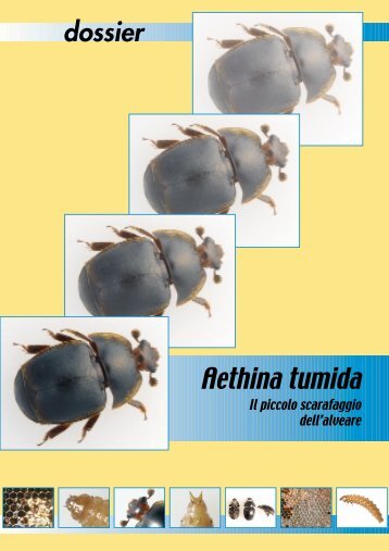 Aethina tumida