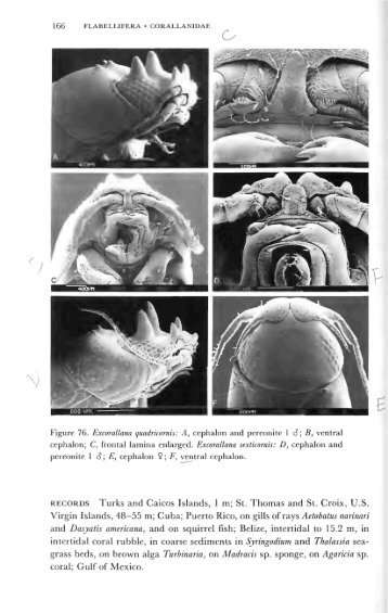 Part 2 - Sphaeromatidae::“Cute As Buttons”