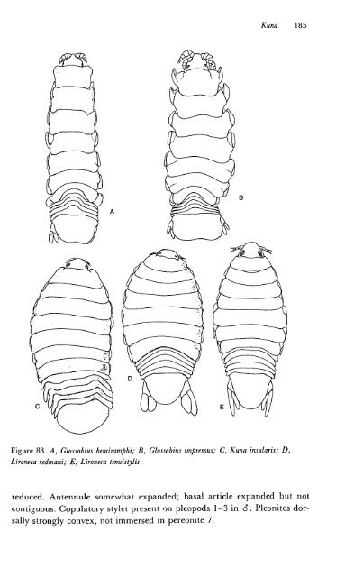 Part 2 - Sphaeromatidae::“Cute As Buttons”