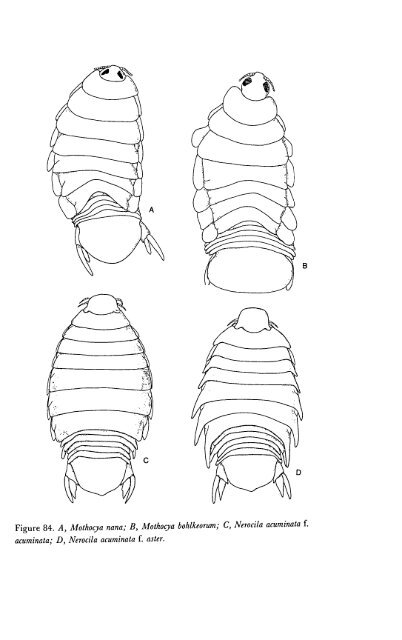 Part 2 - Sphaeromatidae::“Cute As Buttons”