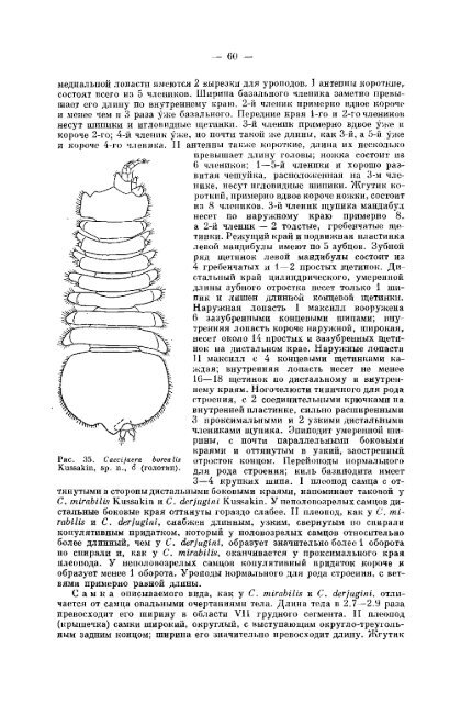 К фауне Janiridae (Isopoda, Asellota) морей СССР