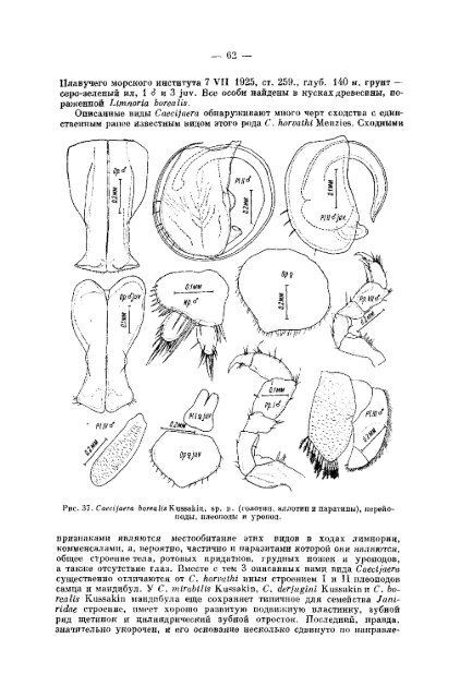 К фауне Janiridae (Isopoda, Asellota) морей СССР