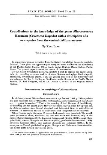 Contributions to the knowledge of the genus Microcerberus ...