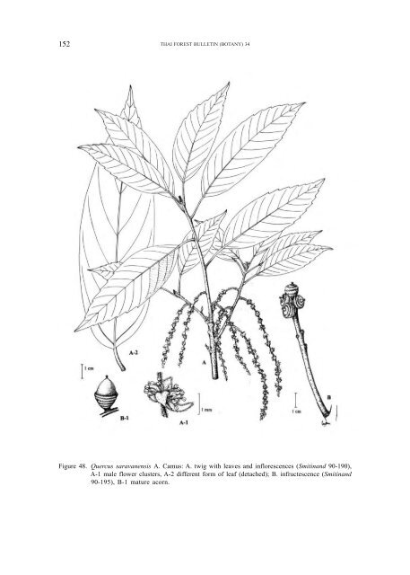 A synoptic account of the Fagaceae of Thailand