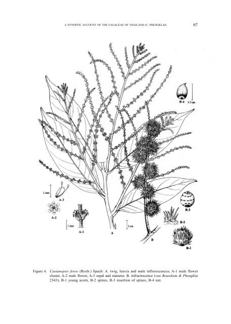 A synoptic account of the Fagaceae of Thailand