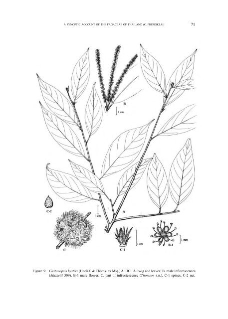 A synoptic account of the Fagaceae of Thailand
